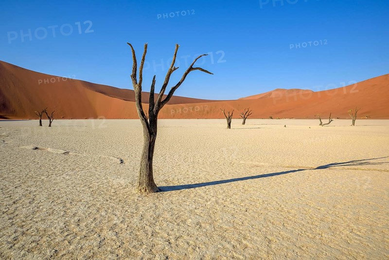 Dead camelthorn trees (Acacia erioloba) in Deadvlei, Namib Desert, Namib-Naukluft National Park, Namibia, Africa