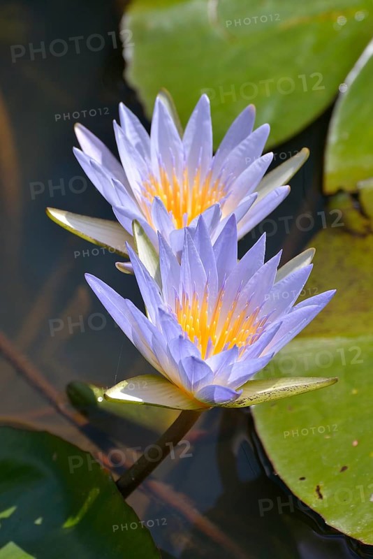 Blue Egyptian Water Lilies or Sacred Blue Lilies (Nymphaea caerulea), South Luangwa National Park, Luangwa Valley, Zambia, Africa