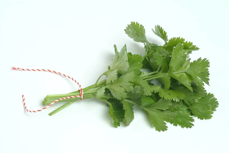 Leaf (umbelliferae) coriander (Coriandrum sativum), coriander, true coriander, plant species in the family, used as a spice and medicinal plant