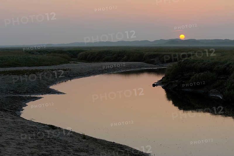 Tidal creek in salt marsh, De Slufter nature reserve, Texel island, North Holland, Netherlands