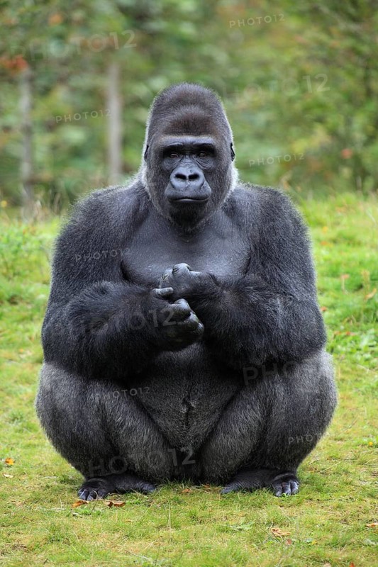 Western Gorilla, male (Gorilla gorilla gorilla), silverback