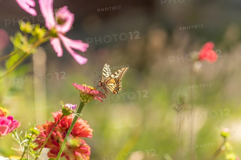 Swallowtail butterfly (Papilio machaon) foraging for nectar on a flower in a garden. Cevennes, France, Europe