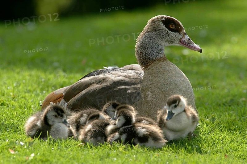Egyptian Goose (Alopochen aegyptiacus) with goslings