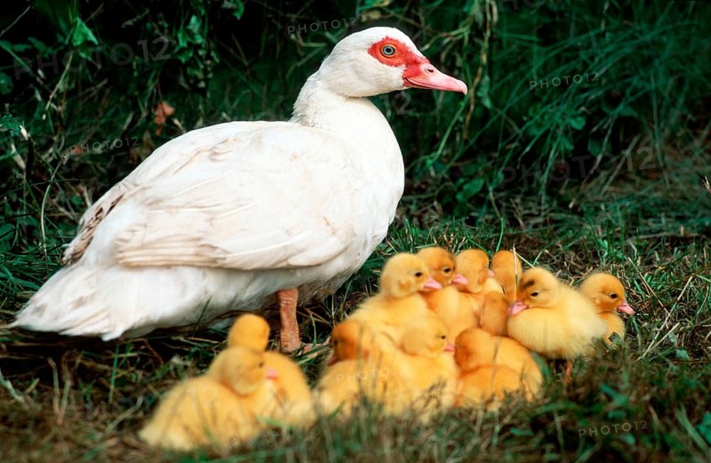 Domestic muscovy ducks, females with chicks, domestic duck
