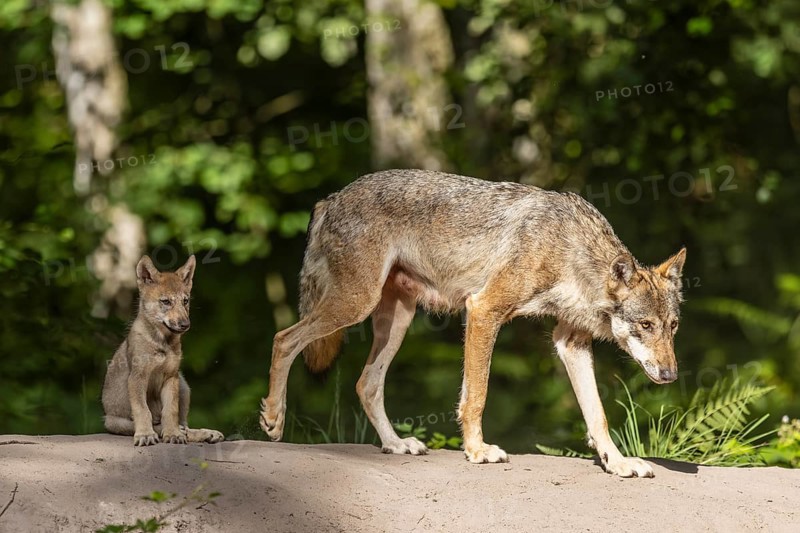 European gray wolf (Canis lupus) alpha wolf with pup, Germany, Europe