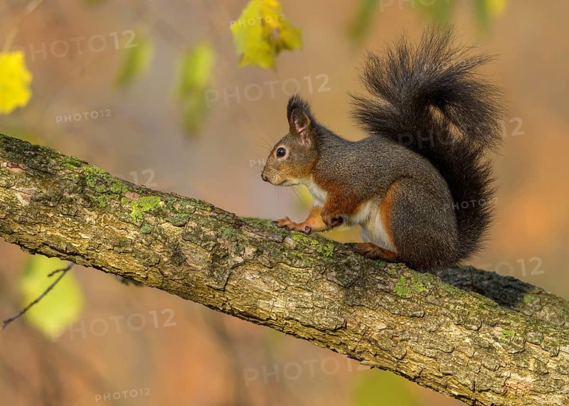 Eurasian red squirrel (Sciurus vulgaris), sitting on a branch, autumn, Rosensteinpark, Stuttgart, Baden-Württemberg, Germany, Europe