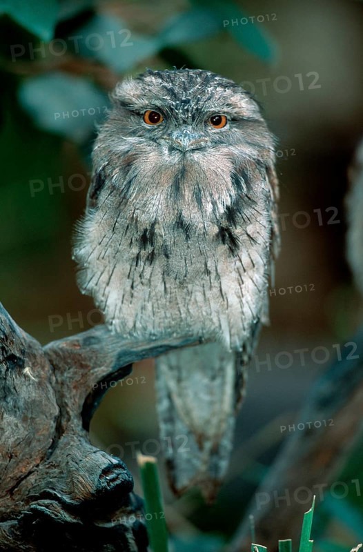 Tawny frogmouth (Podargus strigoides), Australia, animals, bird, birds, outside, exterior, branch, twig, frontal, frontal, vertical, eye contact, eye contact, sitting, sitting, adult, Oceania