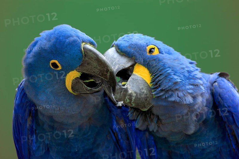 Hyacinth Macaws (Anodorhynchus hyacinthinus), pair
