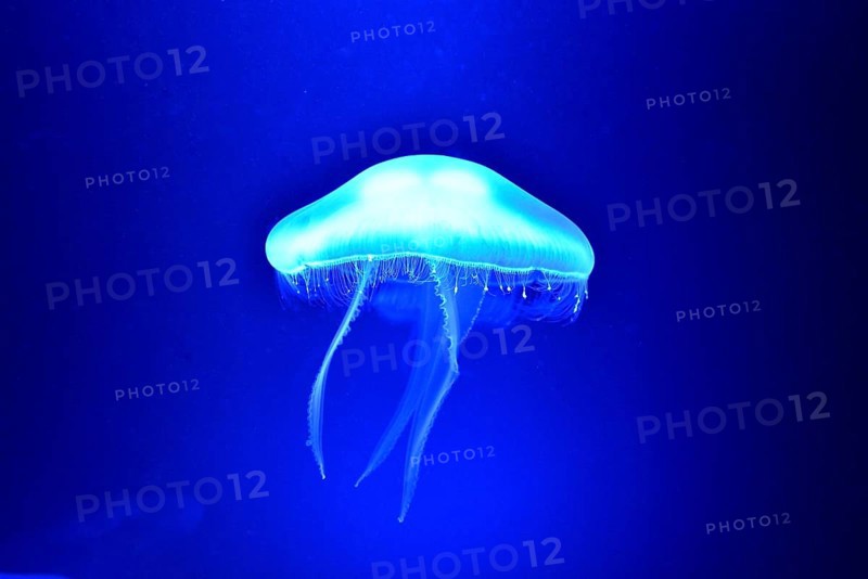 Moon Jelly (Aurelia aurita), Palma Aquarium, Palma de Mallorca, Majorca, Balearic Islands, Spain, Europe