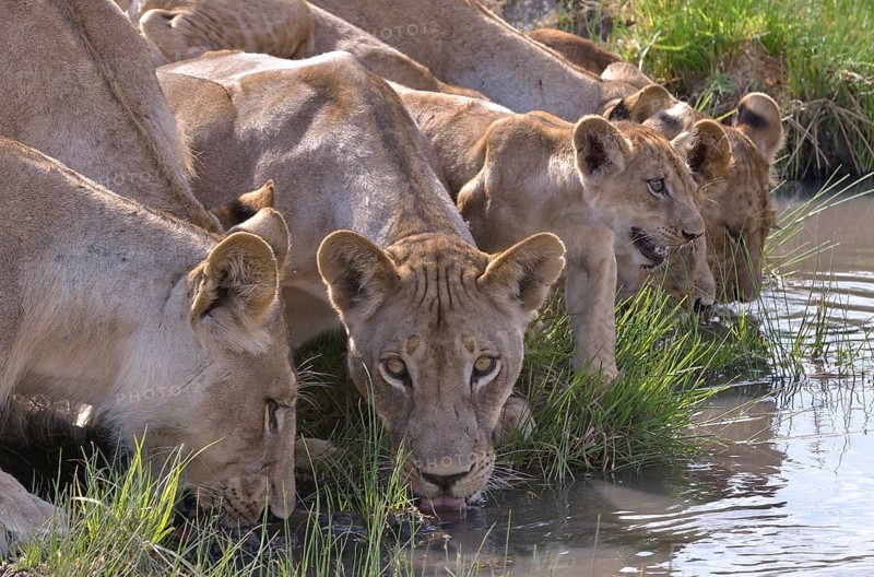 Lions (Panthera leo) drinking, Nsefu sector, South Luangwa National Park, Zambia, Africa