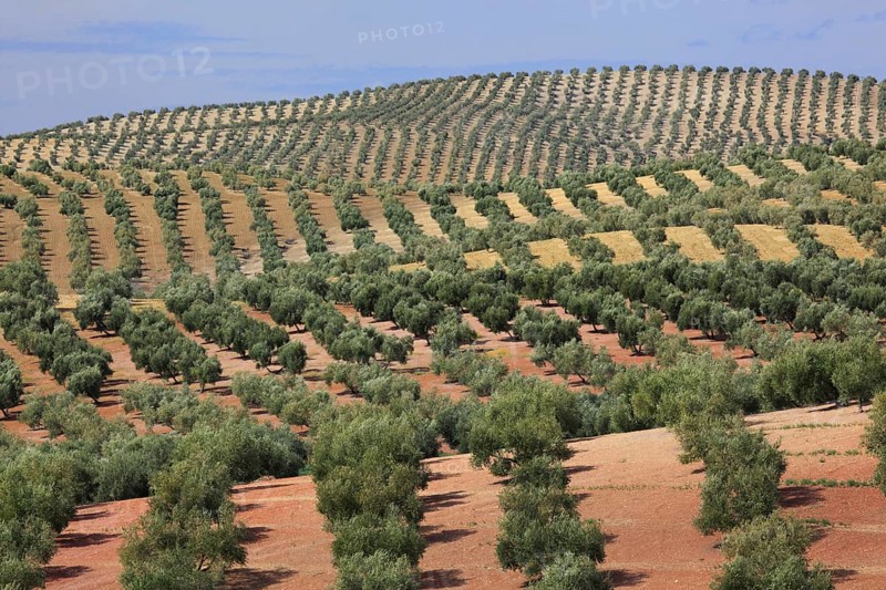Olive groves, province of Jaon, Andalusia, Spain, Europe