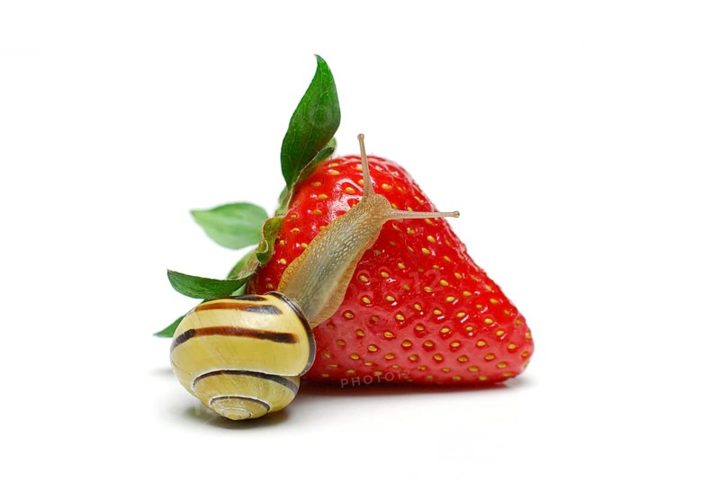 Tape snail on strawberry, tape snail, snail plague, snail food