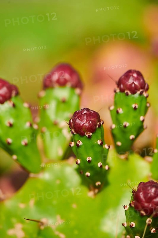 Indian fig opuntia (Opuntia ficus-indica) blossoms and fruits, ebro delta, Catalonia, Spain, Europe
