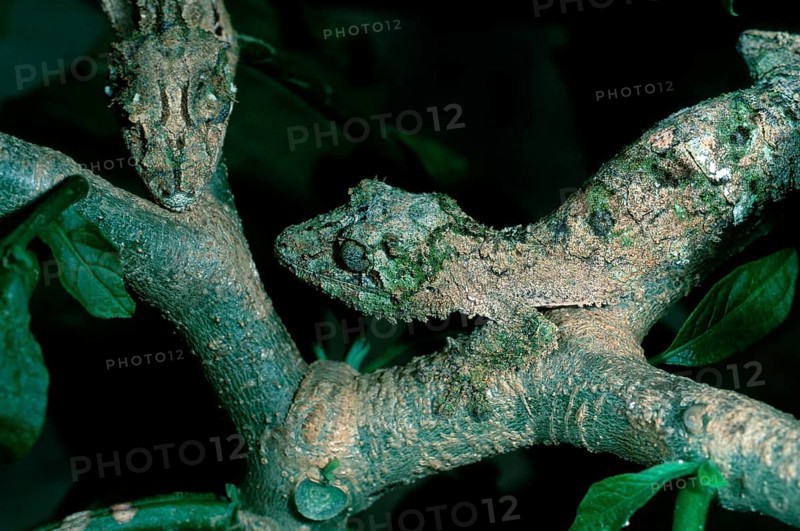 Leaf-tailed Gecko (Uroplatus guentheri), Madagascar, Africa