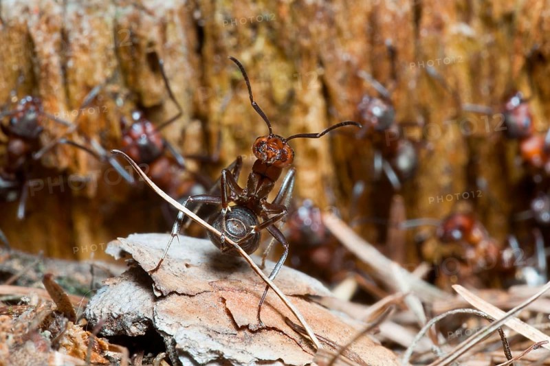 Wood Ant, transporting nest material, Lower Saxony, Germany (Formica rufa)