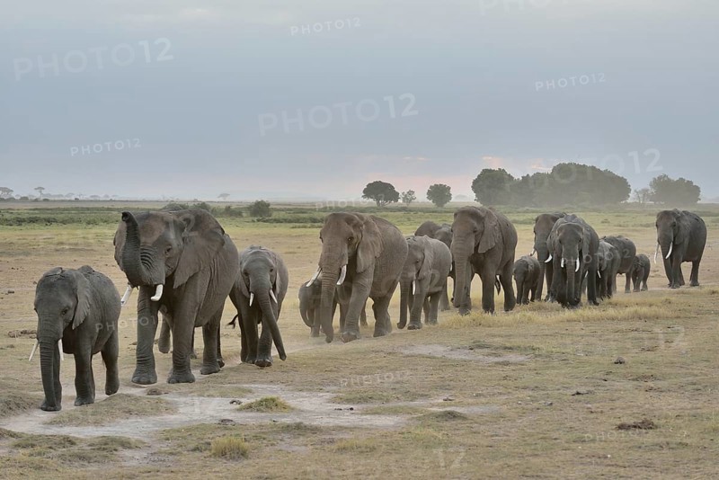 Herd of African Bush Elephants (Loxodonta africana), Amboseli National Park, Rift Valley Province, Kenya, Africa