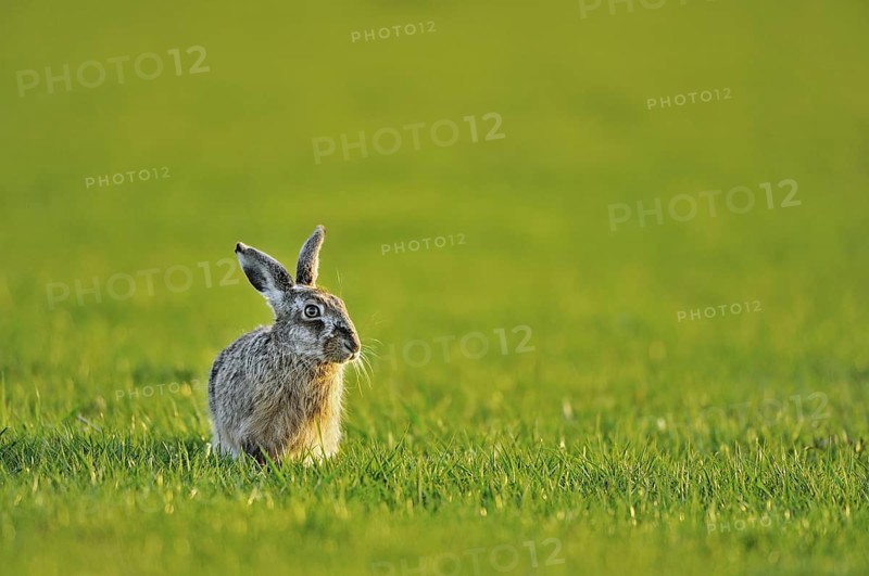 European hare (Lepus europaeus), brown hare sitting in meadow, the Netherlands
