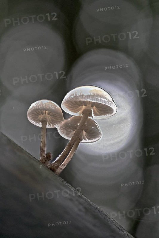 Porcelain fungi (Oudemansiella mucida), Emsland, Lower Saxony, Germany, Europe