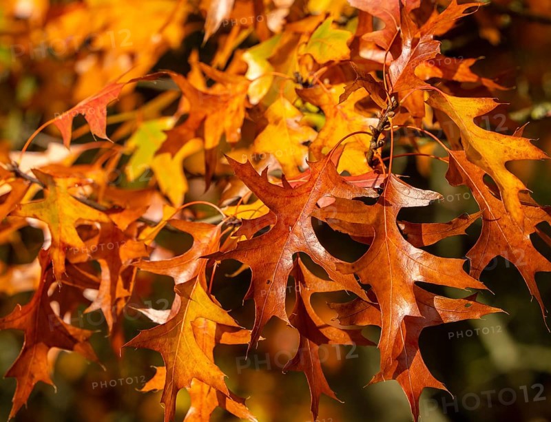 Autumn time, swamp oak in the park, Berlin, Germany, Europe