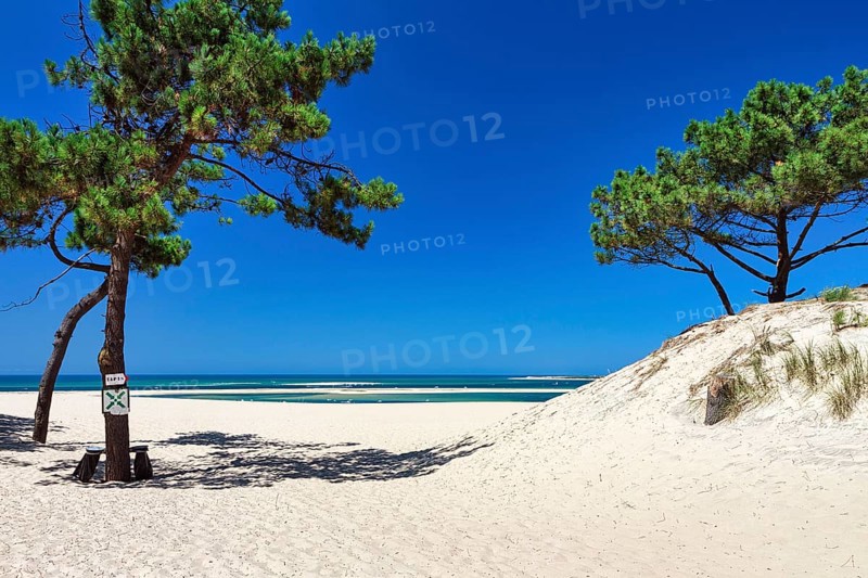 Pines (pinus) on a dune, shifting sand dune, path to the beach, Dune du Pilat, Banc d'Arguin nature reserve, Arcachon basin, La Teste-de-Buch, Gironde, Aquitaine, France, Europe