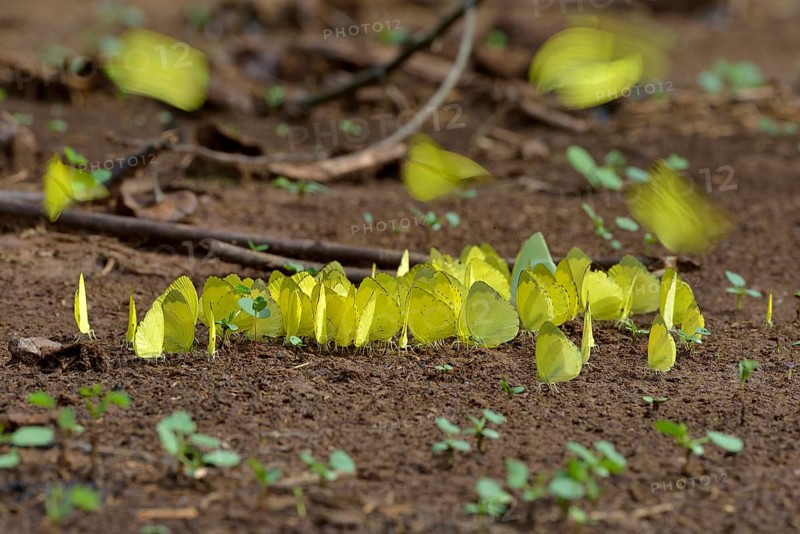 Common Grass Yellow (Eurema hecabe), Lobéké National Park, East Region, Cameroon, Africa
