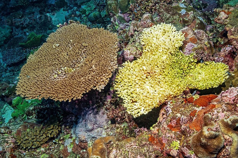 View from above left healthy intact hyacinth table coral (Acropora hyacinthus) hyacinth table coral right next to it dead stone coral after coral bleaching hard coral table coral (Acropora), Pacific Ocean