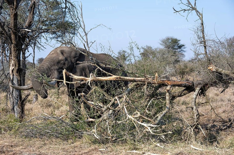 African elephant (Loxodonta africana) eating dry branches from a fallen tree, environmental degradation, Kruger National Park, South Africa, Africa