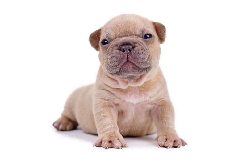 Cute cream 3 weeks old French Bulldog dog puppy with blue eyes isolated on white background