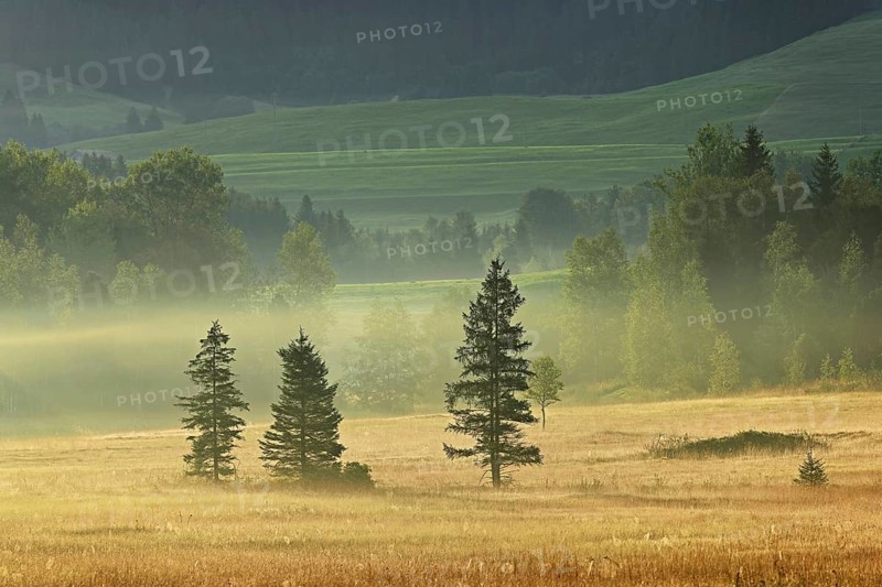 Trees in the early morning mist, Rothenthurm upland moor, Canton Schwyz, Switzerland, Europe