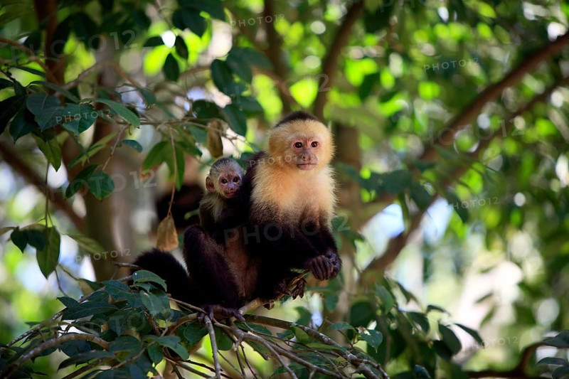 White-headed capuchin (Cebus capucinus), female with young, Roatan, Honduras, Central America