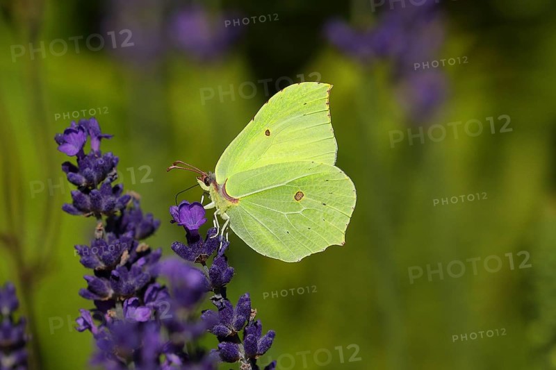 Lemon butterfly (Gonepteryx rhamny) on lavender flower, Wilden, North Rhine-Westphalia, Germany, Europe