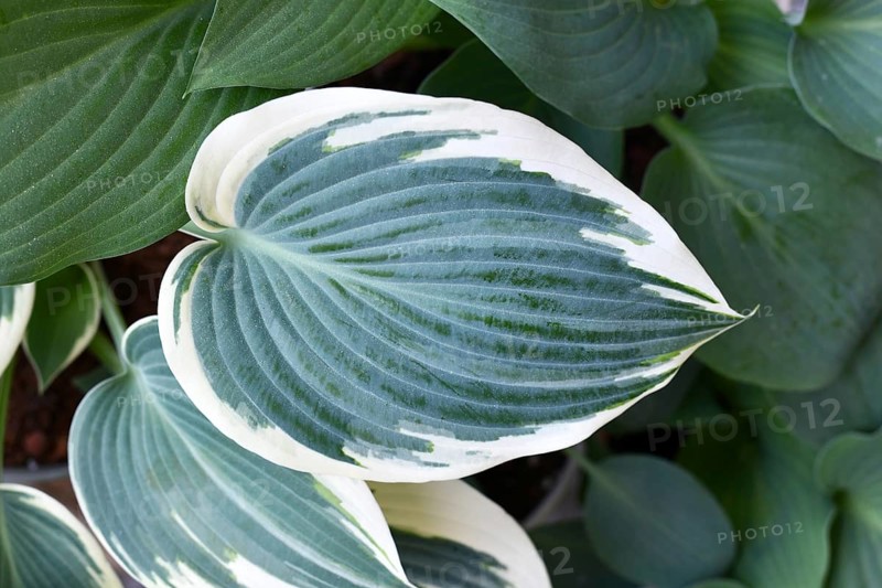 Leaf of Asian Hosta plant with green and with white color