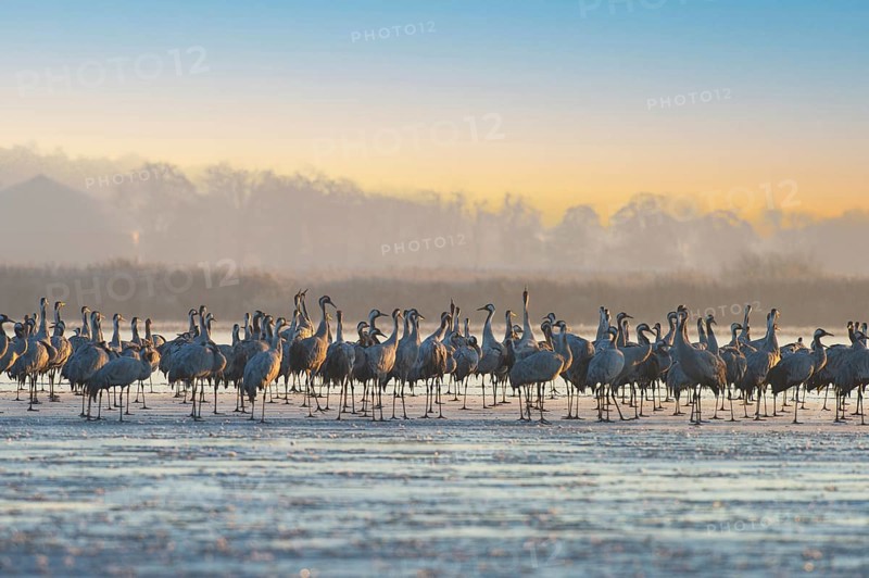 Crane (Grus grus) Resting and roosting on frozen lake, autumn crane migration, Brandenburg, Germany, Europe