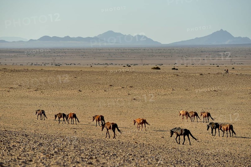 Desert Horses, Namib desert horses (Equus ferus) running through the desert, herd near the waterhole of Garub, near Aus, Karas Region, Namibia, Africa