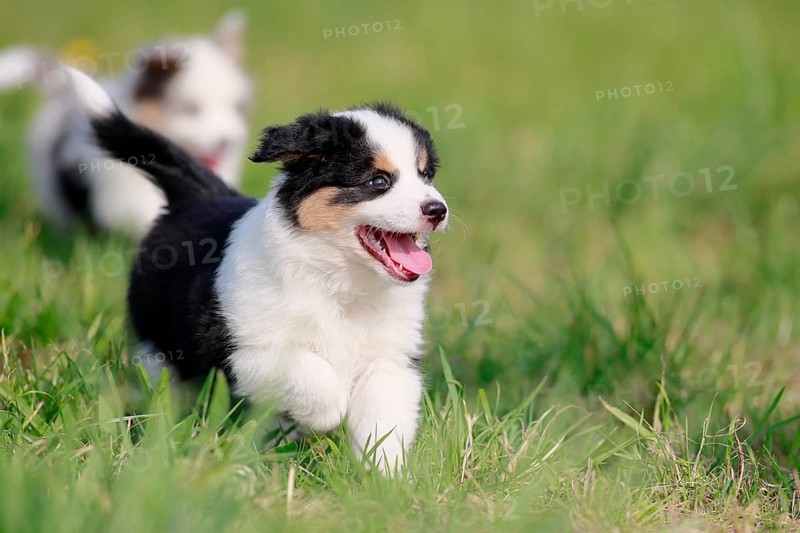Miniature American Shepherd (Canis lupus familiaris) puppy, puppy running across a meadow, Rhineland-Palatinate, Germany, Europe