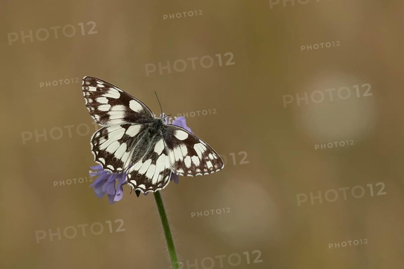 Marbled white (Melanargia galathea) butterfly adult feeding on a Field scabious (Knautia arvensis) flower, Suffolk, England, United Kingdom, Europe
