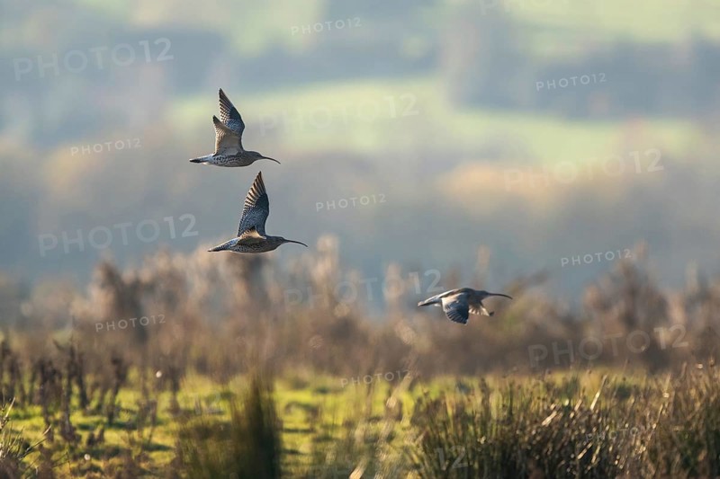 Eurasian Curlew (Numenius arquata) birds in flight over Marshes at winter time