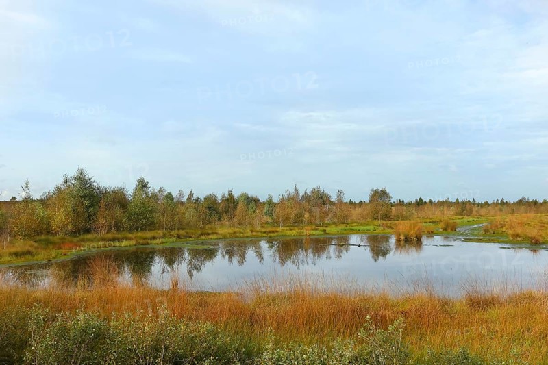 Rehdener Geestmoor, bog pond in autumn, Dümmer nature park Park, Lower Saxony, Germany, Europe