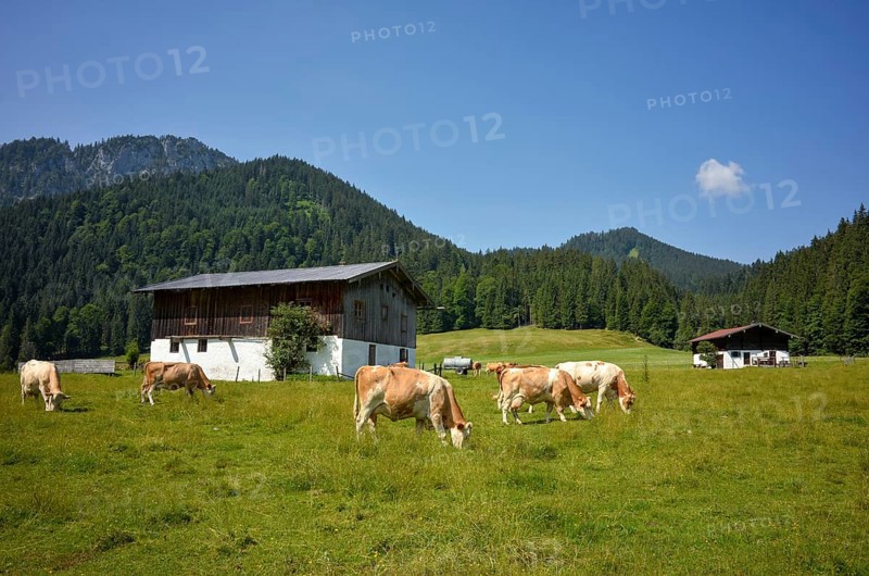 Cows and alpine huts on the Rötelmoosalm in Chiemgau, Bavaria, Germany, Europe