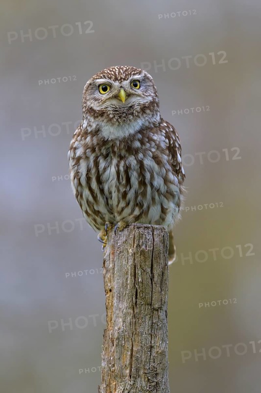 Little Owl (Athene noctua), calling male on willow pole, biosphere reserve, Swabian Alb, Baden-Württemberg, Germany, Europe