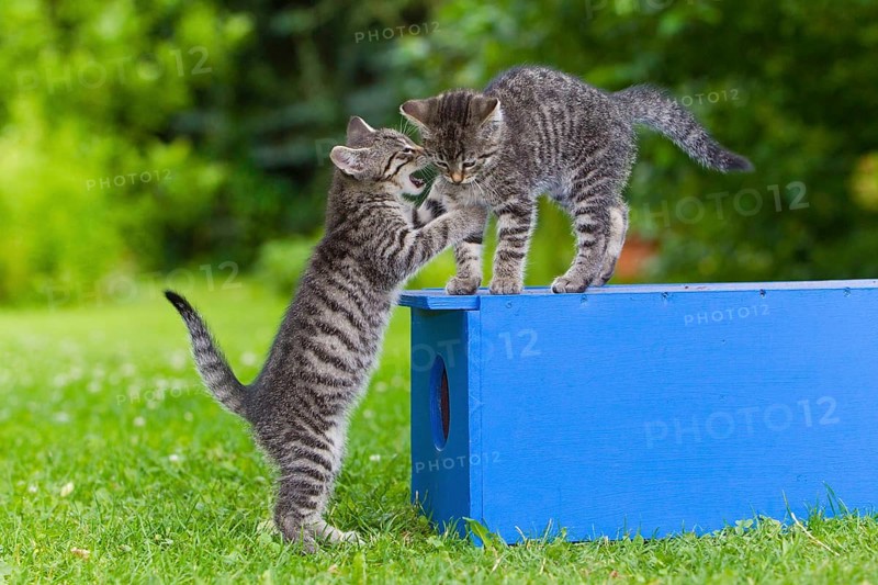 House cats, kittens, tabby