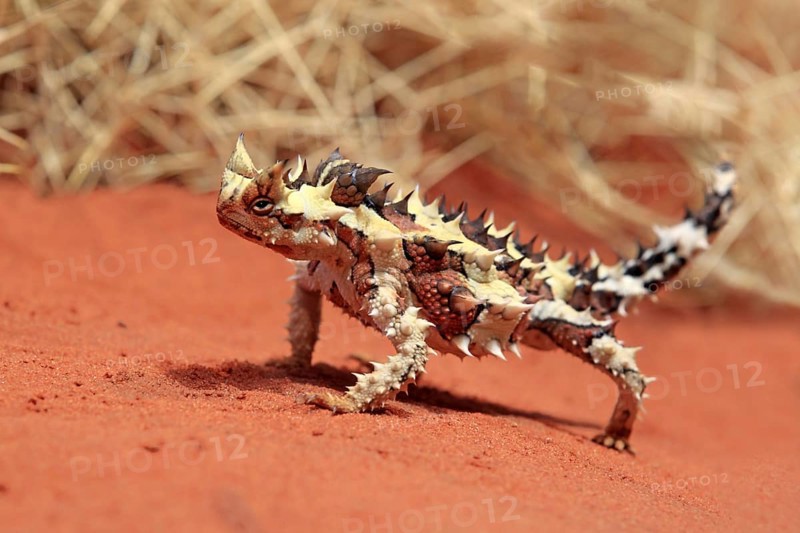 Thorny devil (Moloch horridus), Northern Territory, Australia, Oceania