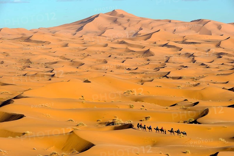 Morocco, camel driver, Berber, Erg Chebbi desert, dunes, caravan, Africa