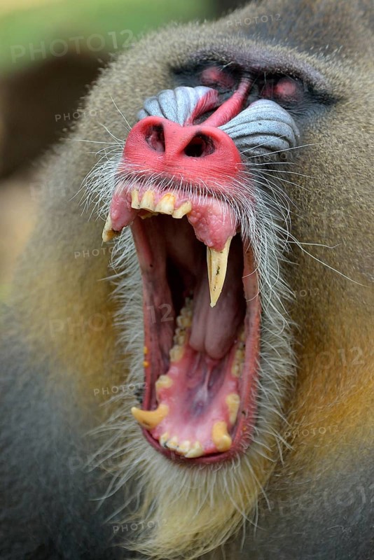 Mandrill (Mandrillus sphinx), male, yawning, captive, South-West Region, Cameroon, Africa