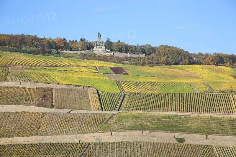 View of Niederwald Monument over the vineyards, wine-growing area, autumn, vineyards, mountain, Rüdesheim, Rheingau, Taunus, Hesse, Upper Middle Rhine Valley, Germany, Europe