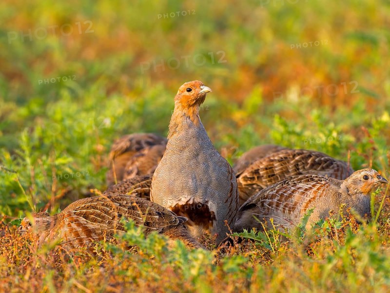 Gray partridges (Perdix perdix), family group (chain) on a fallow land, Solms, Hesse, Germany, Europe