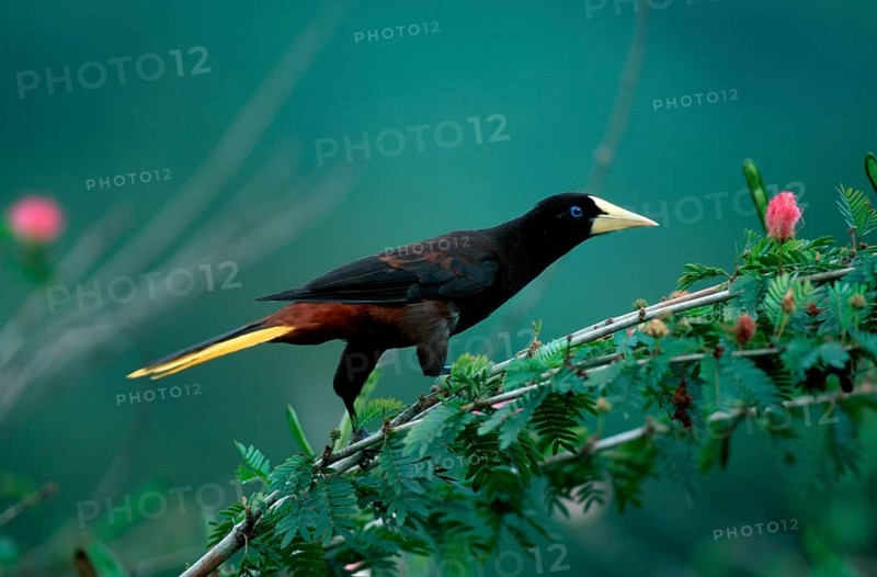 Crested Oropendola (Psarocolius decumanus), Asa Wright nature centre, Trinidad, Kraehen-Stirnvogel, Asa Wright Naturzentrum, Trinidad, Krähenstirnvogel, Krähen-Stirnvogel, Karibik, Caribbean