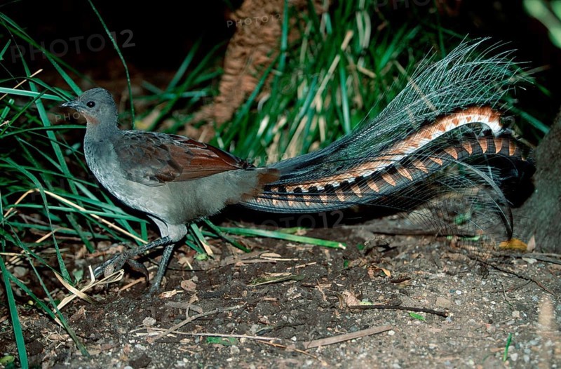 Superb Lyrebird (Menura novaehollandiae), Australia, Oceania