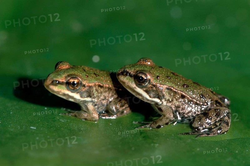 Young edible green frog (Rana esculenta), Germany, Europe