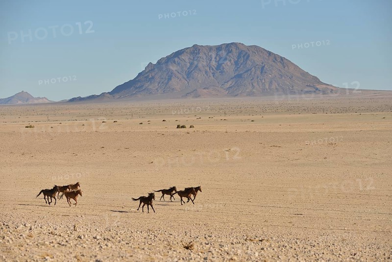 Namib desert horses (Equus ferus) galloping in desert, near watering hole at Garub, Aus, Karas Region, Namibia, Africa
